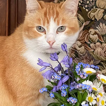 Au Jardin 住宿加早餐酒店 3*